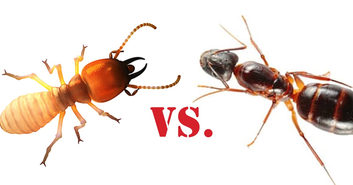 What Is The Difference Between Termites And Carpenter Ants